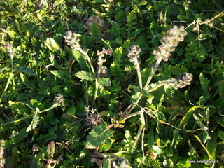 tapiccola-13-01-2013 09-16-54